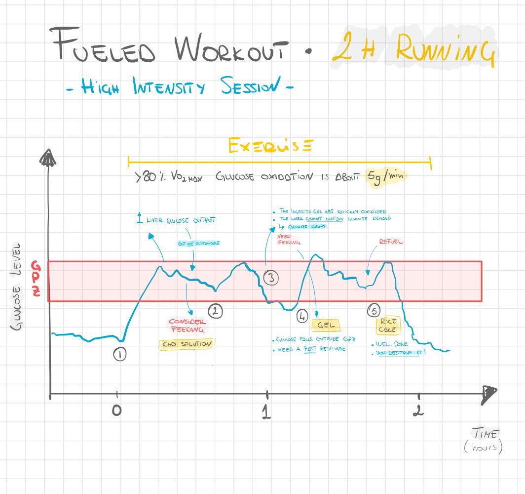 How to Interpret Glucose Levels During Fueled Training